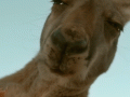 klok.gif